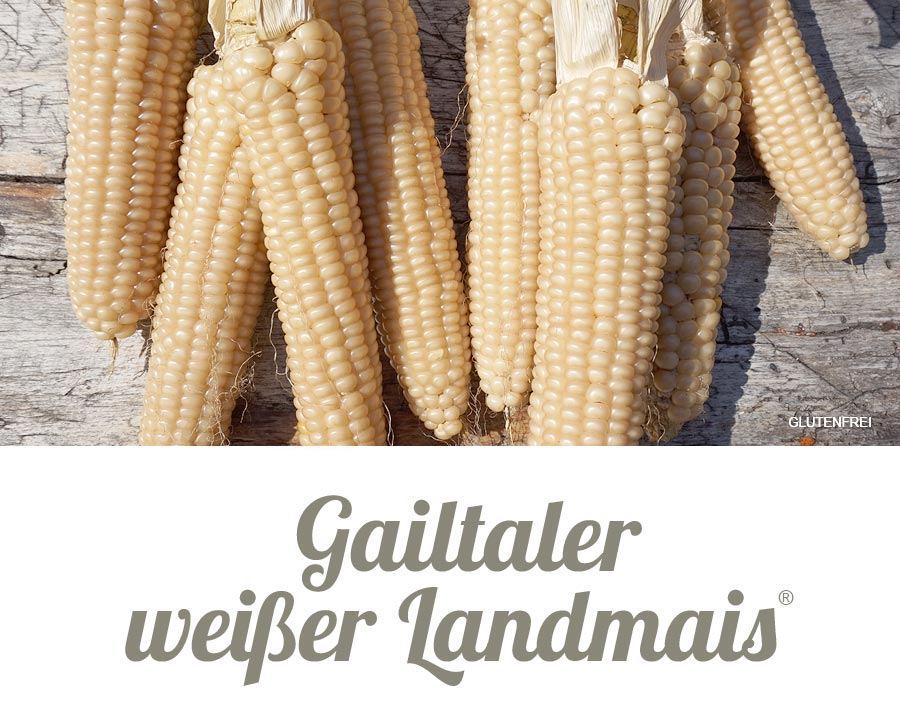 Gailtaler weißer Landmais Gailtaler weißer Landmais